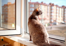 Москитная сетка Антикошка (PetScreen)
